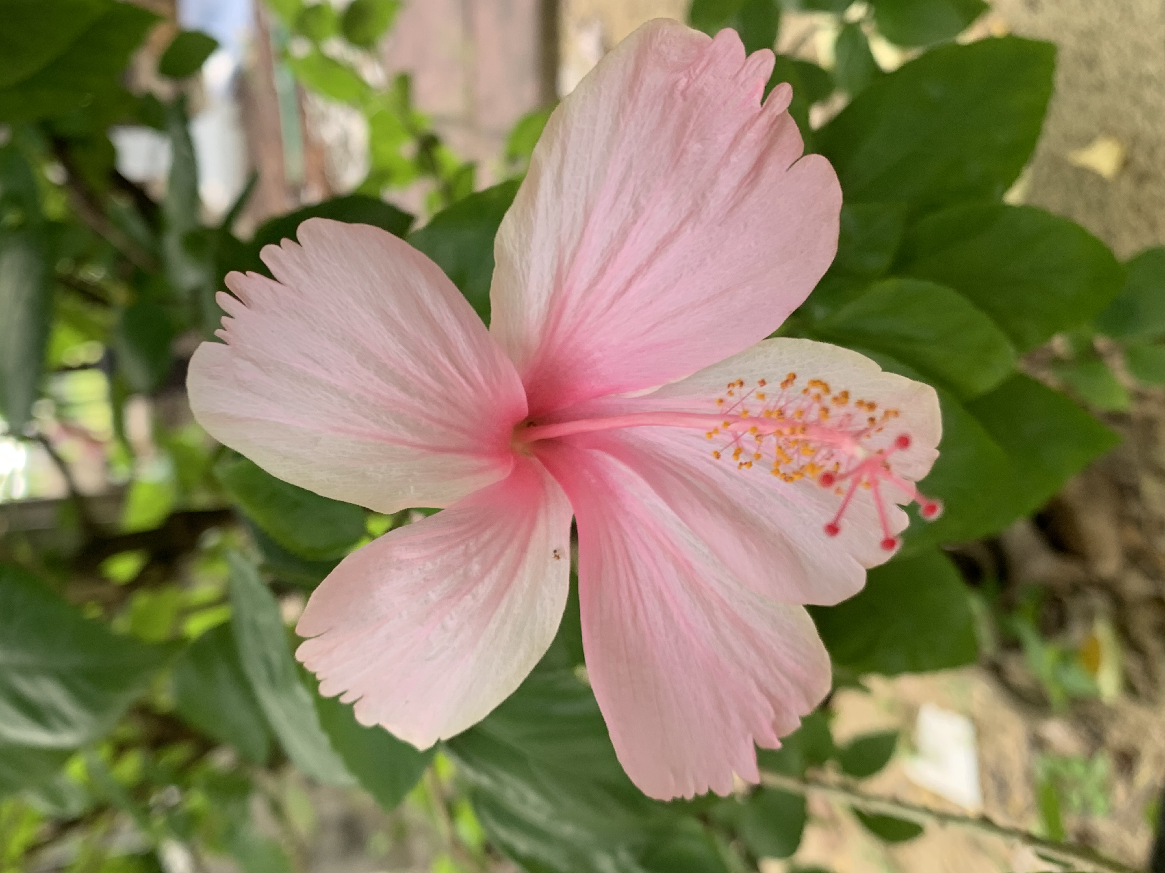 pink Chaba2.jpg