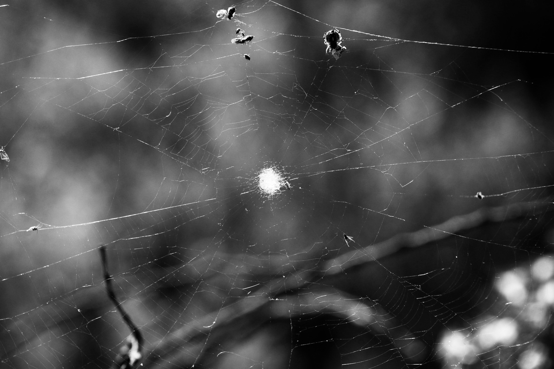 charlotte's web 7