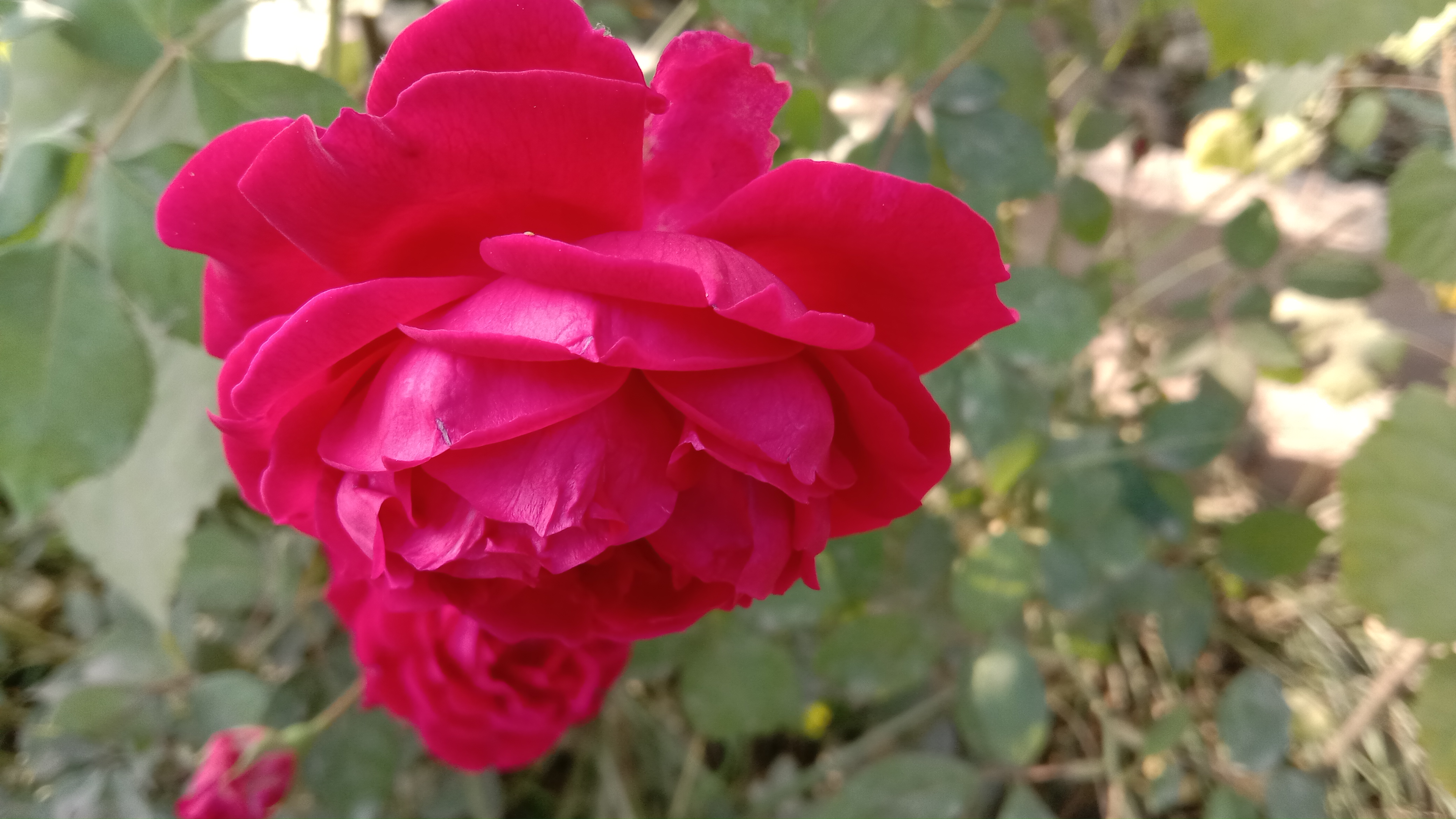 IMG_20211205_142049.jpg