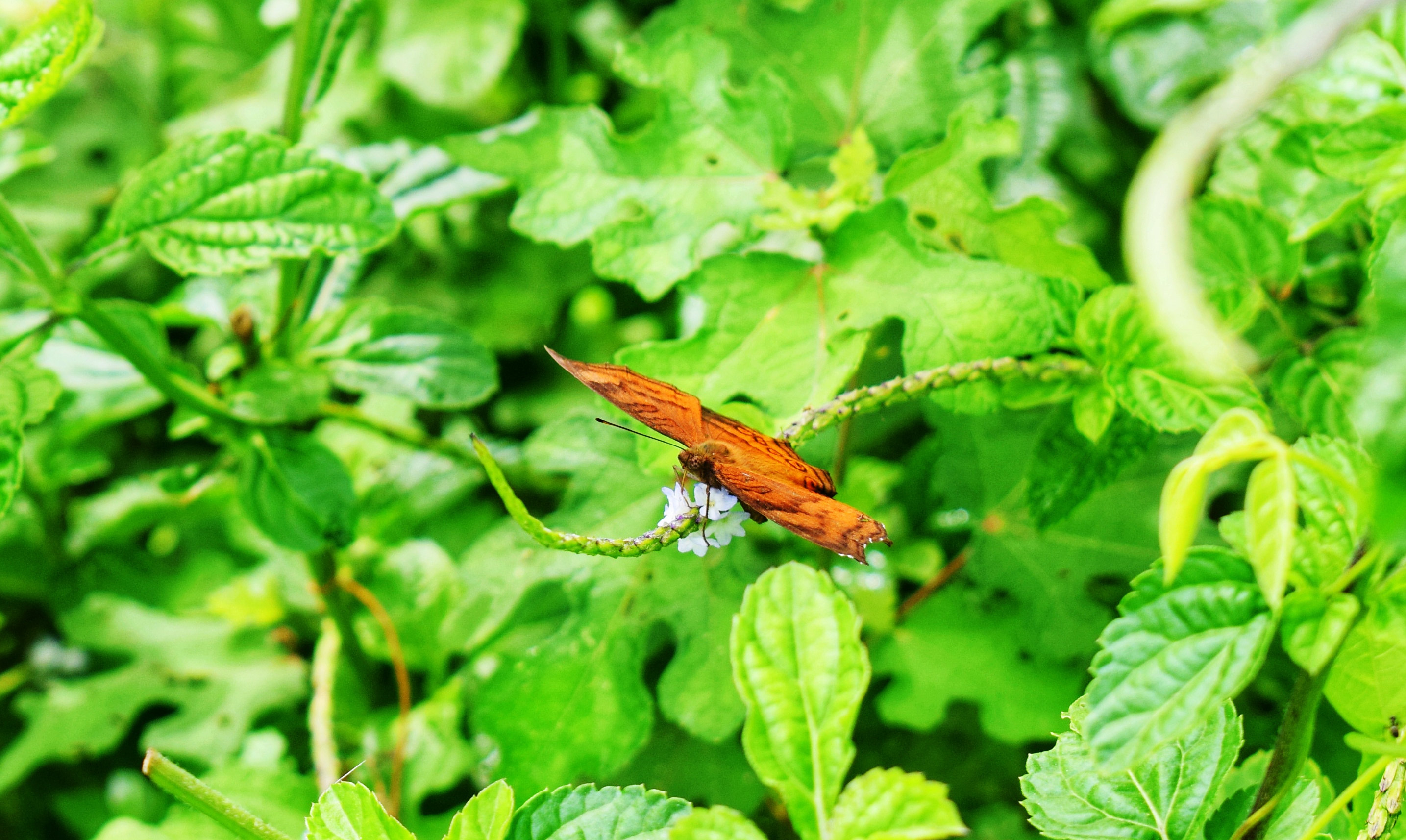 DSC_1334-01.jpeg