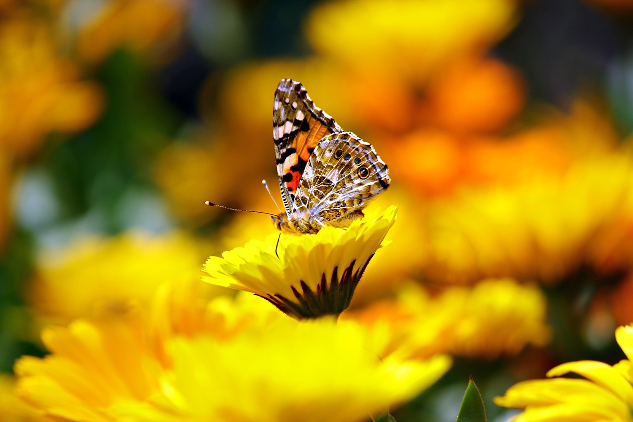 butterfly-g6530bff67_1280.jpg
