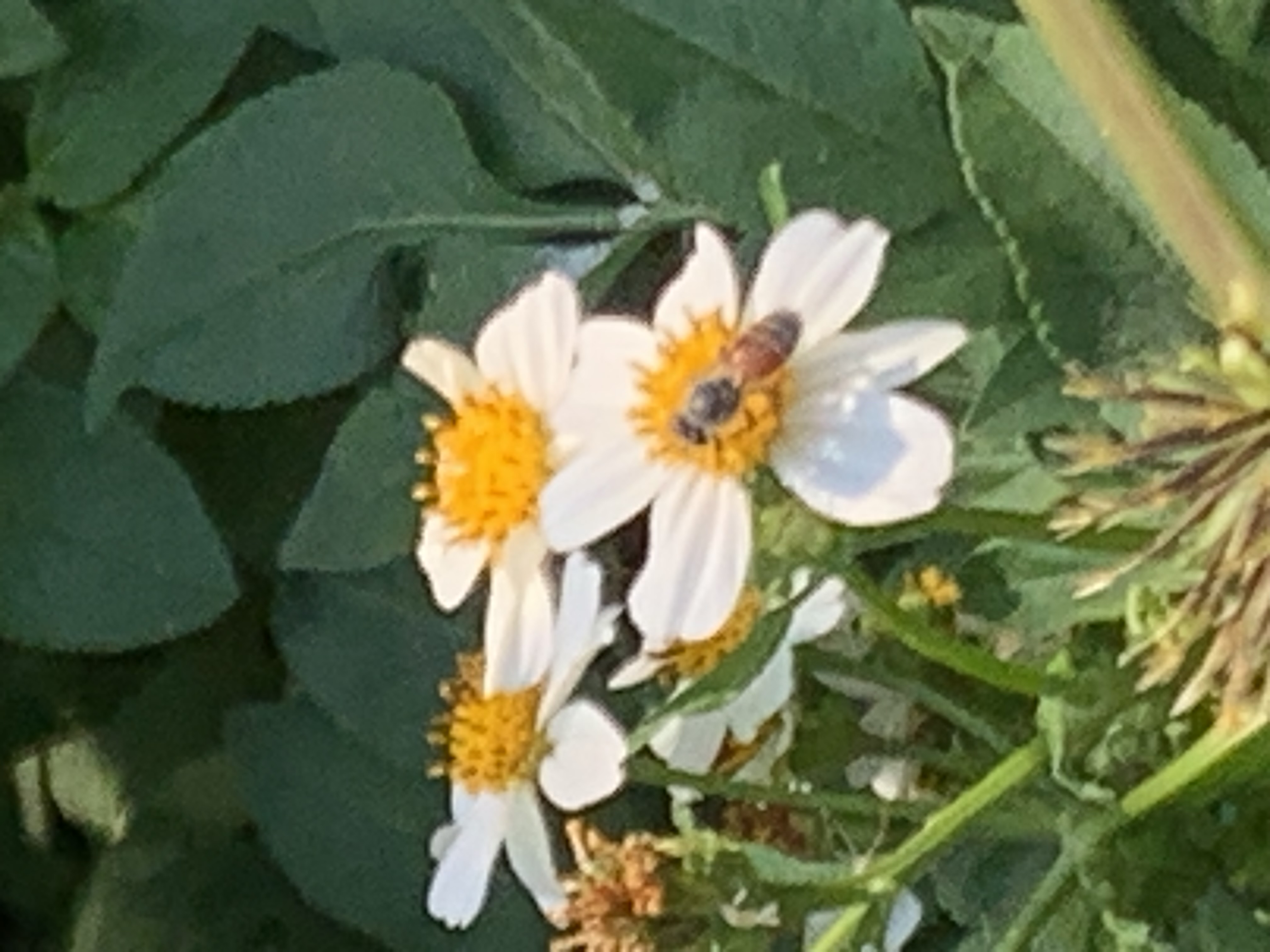 white wildflowers and bees15.jpg