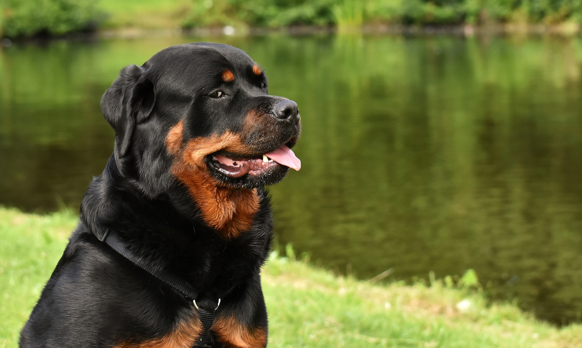 rottweiler-3478953_1920.jpg