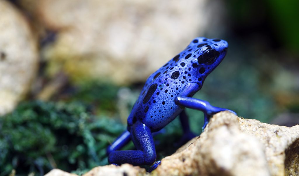 poison-dart-frog.jpg