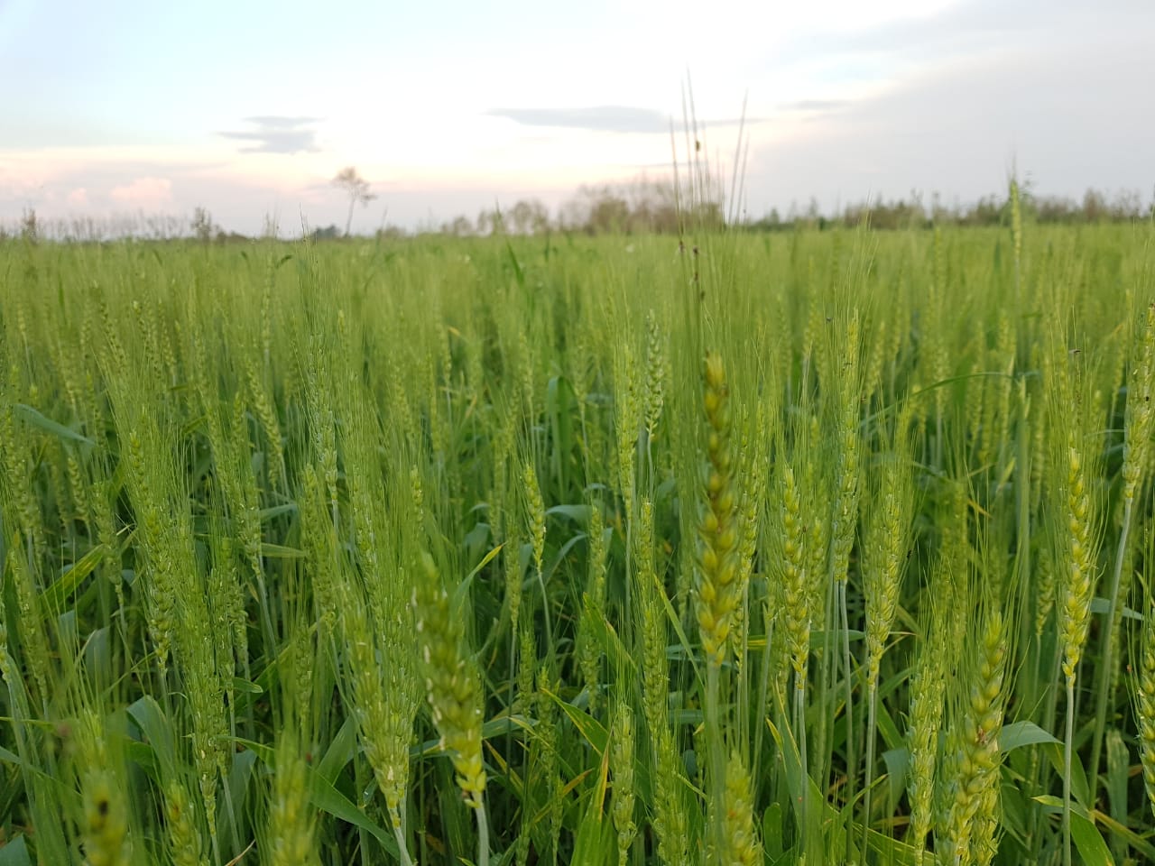 farm photos (1).jpeg