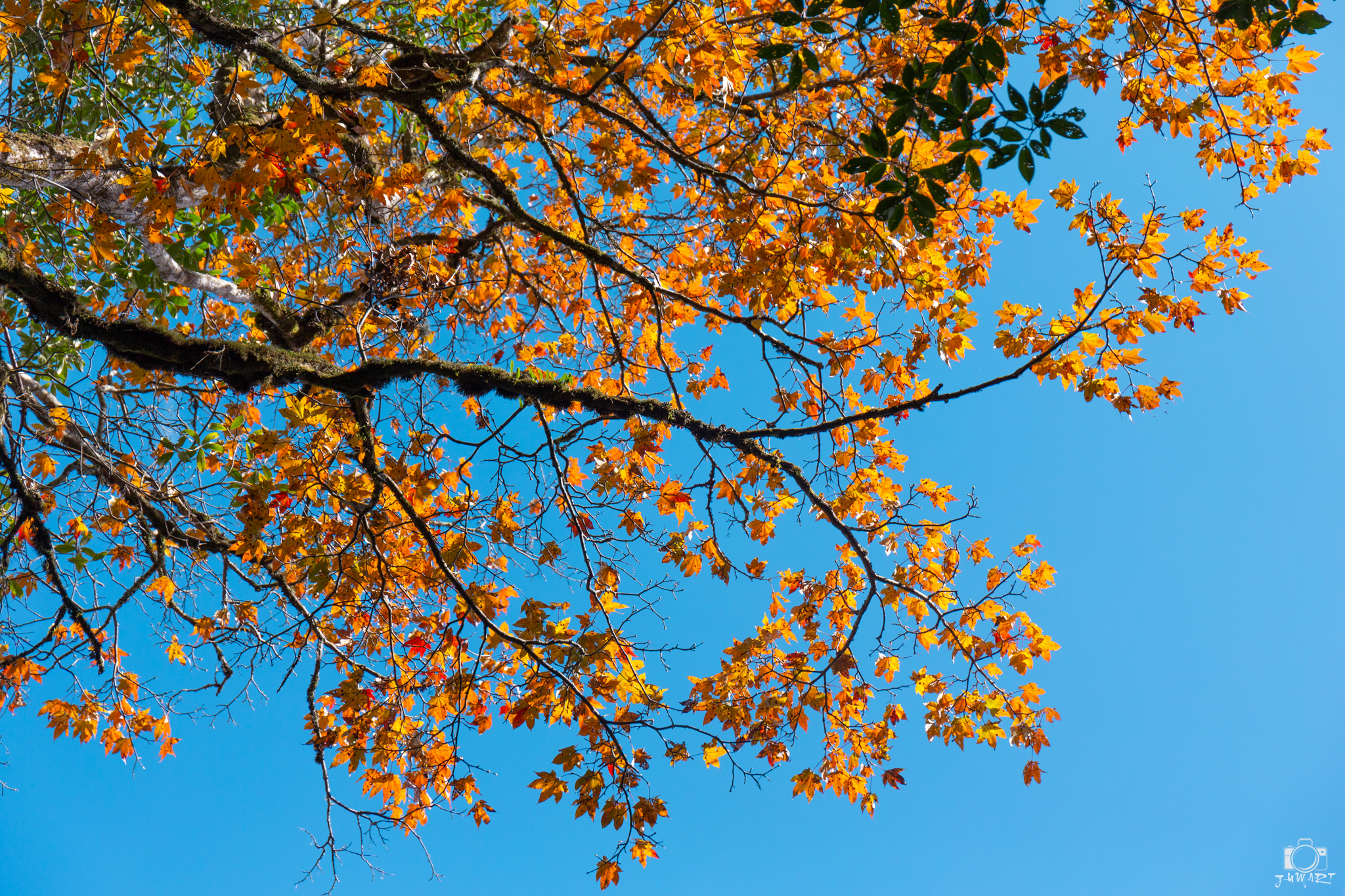 _MG_6687.jpg