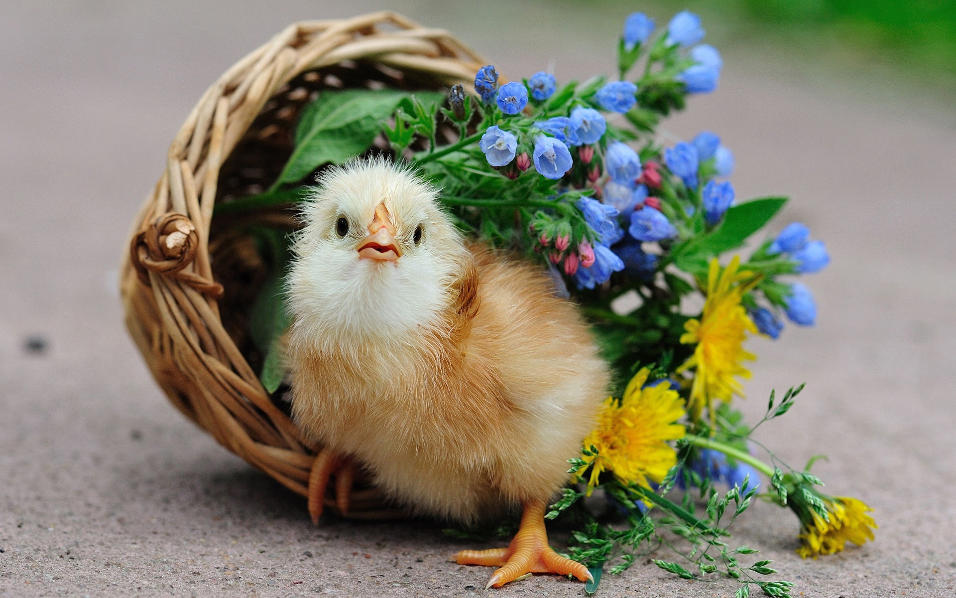 Cute Hen Baby Steemit