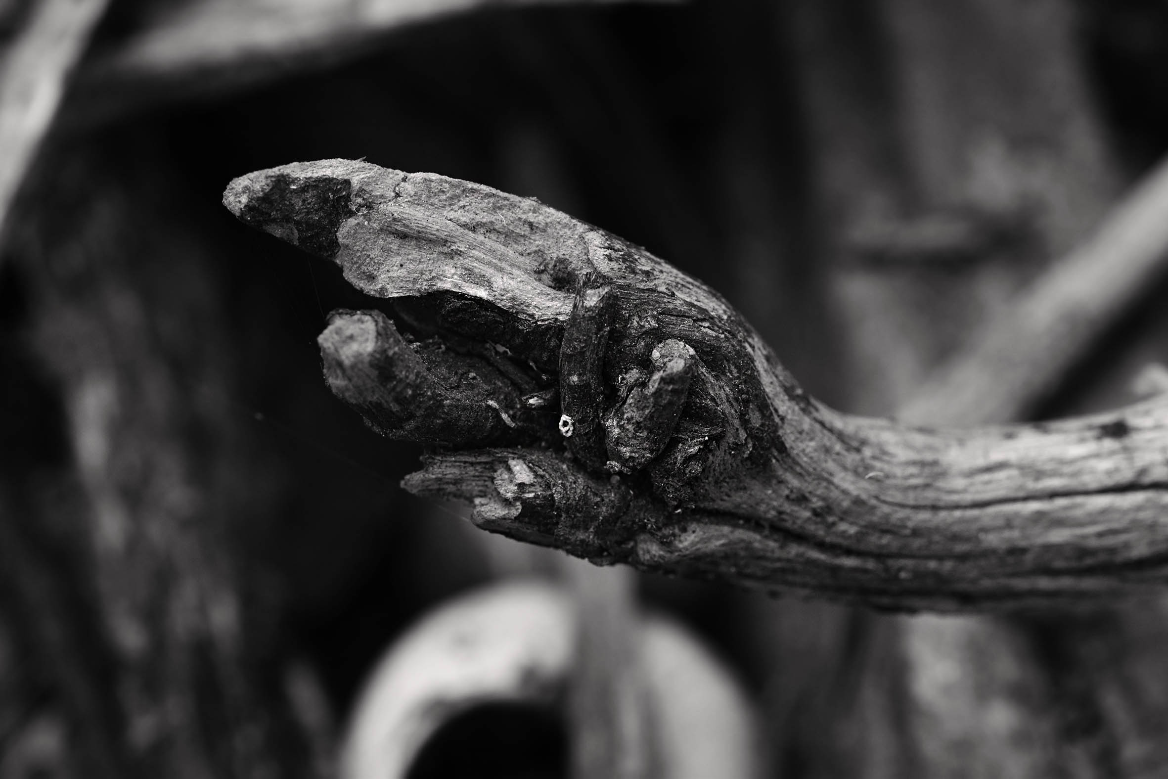 old wood twists bw 3.jpg