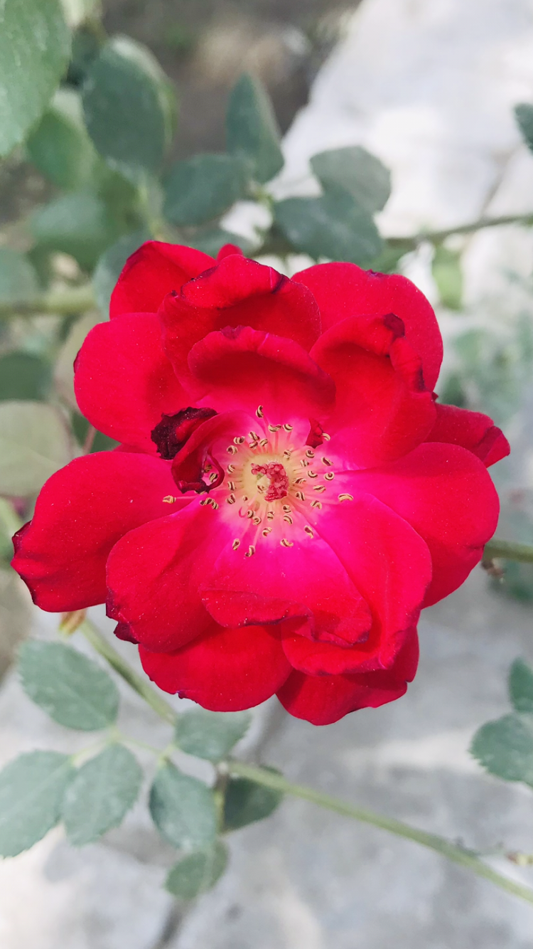 D39A19E8-6D9D-4774-9E5D-16919E1BD09C.png