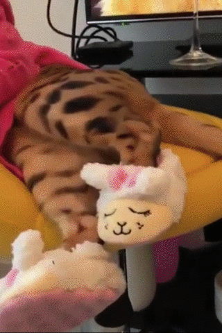 cat3.gif