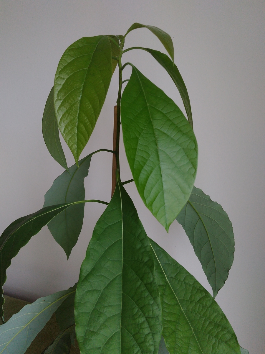 Awokado-Aguacate (4).jpg
