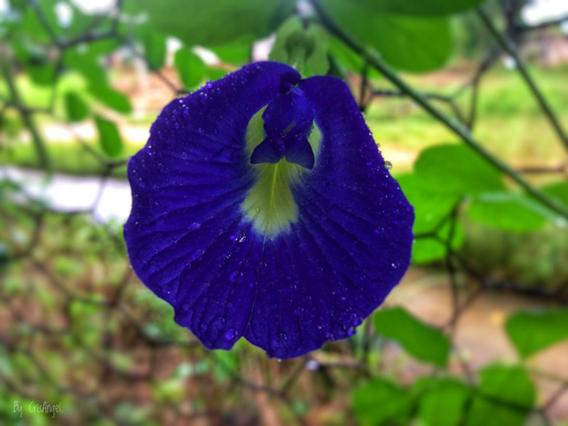 6 Photography - Nature - Flower Vol.2.png