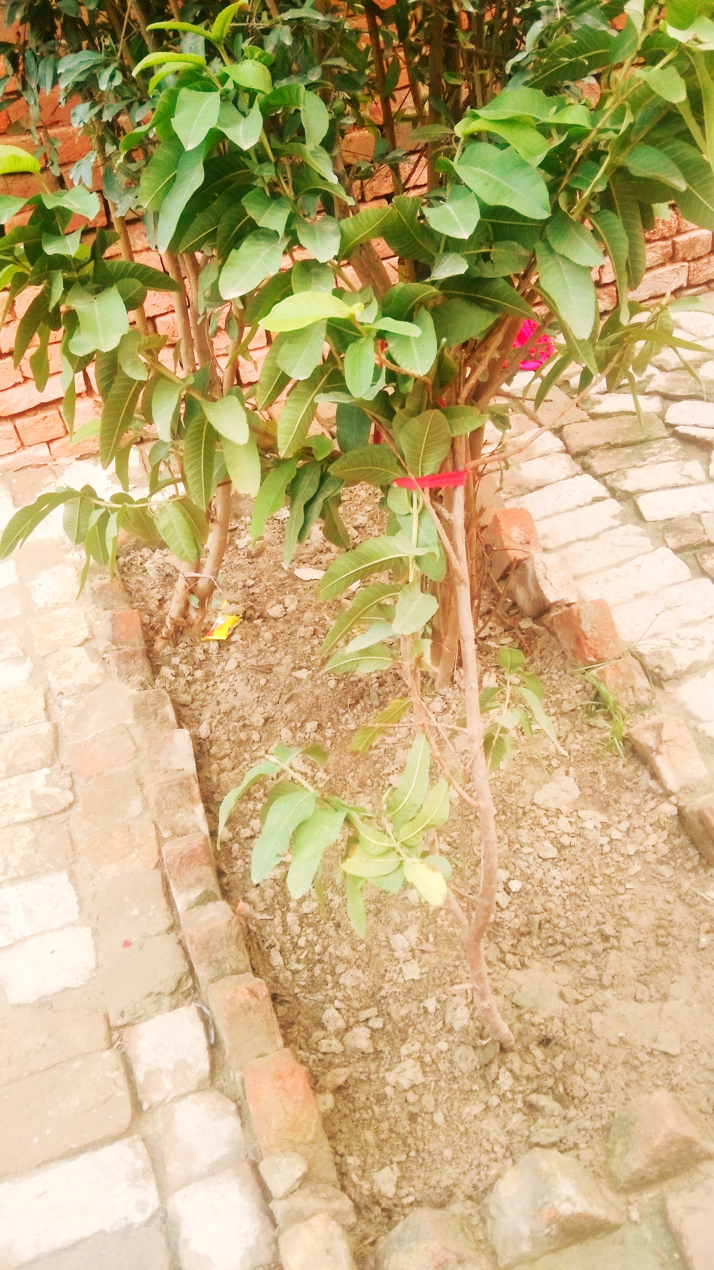 IMG_20210924_063714.JPG