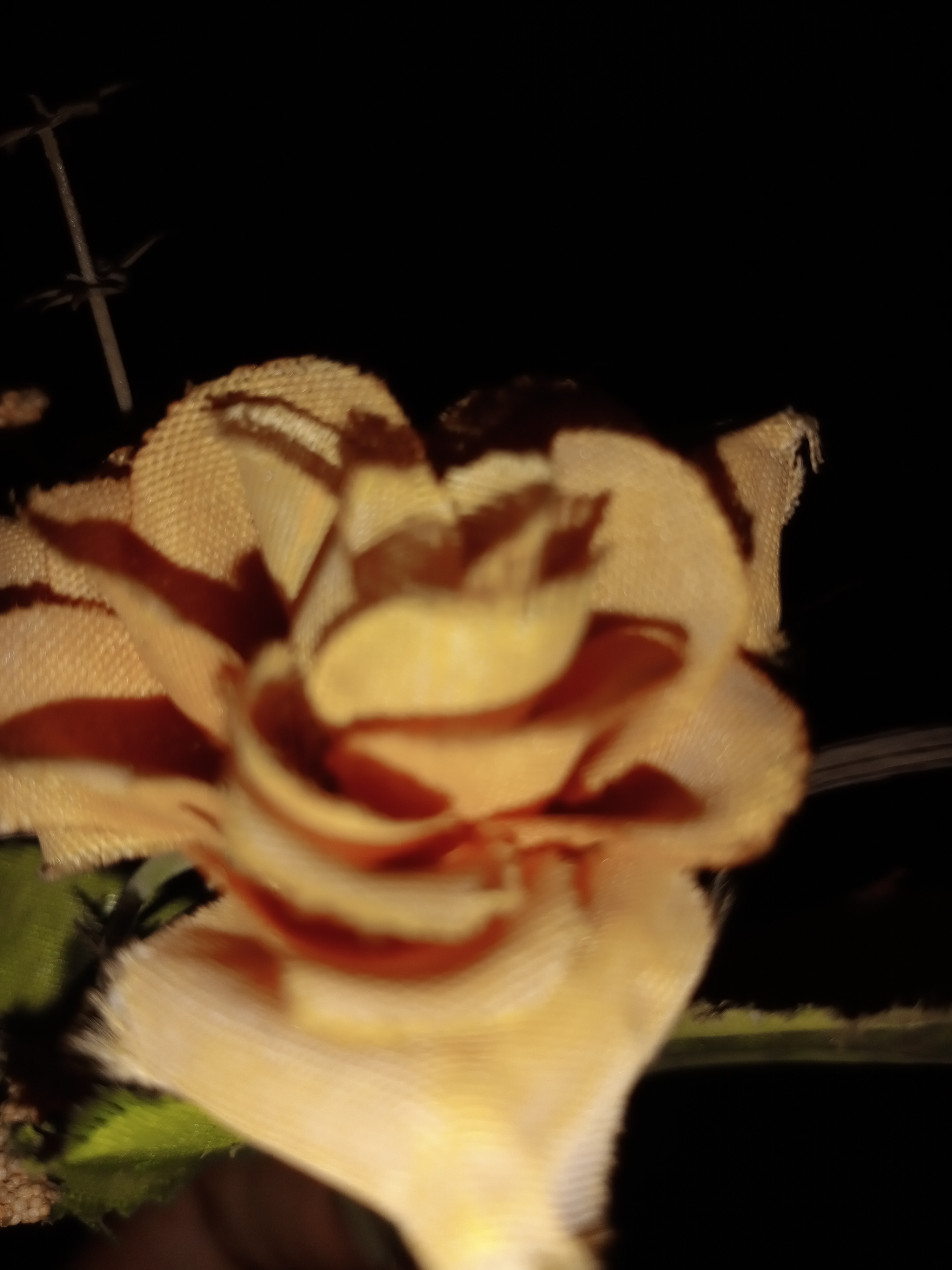 IMG_20210604_170550.jpg