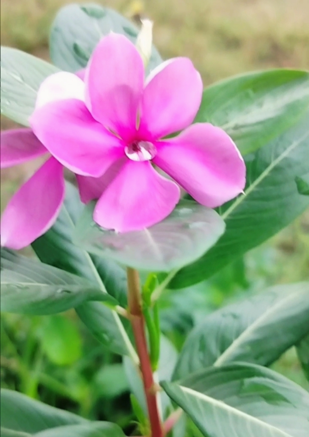 Image cover