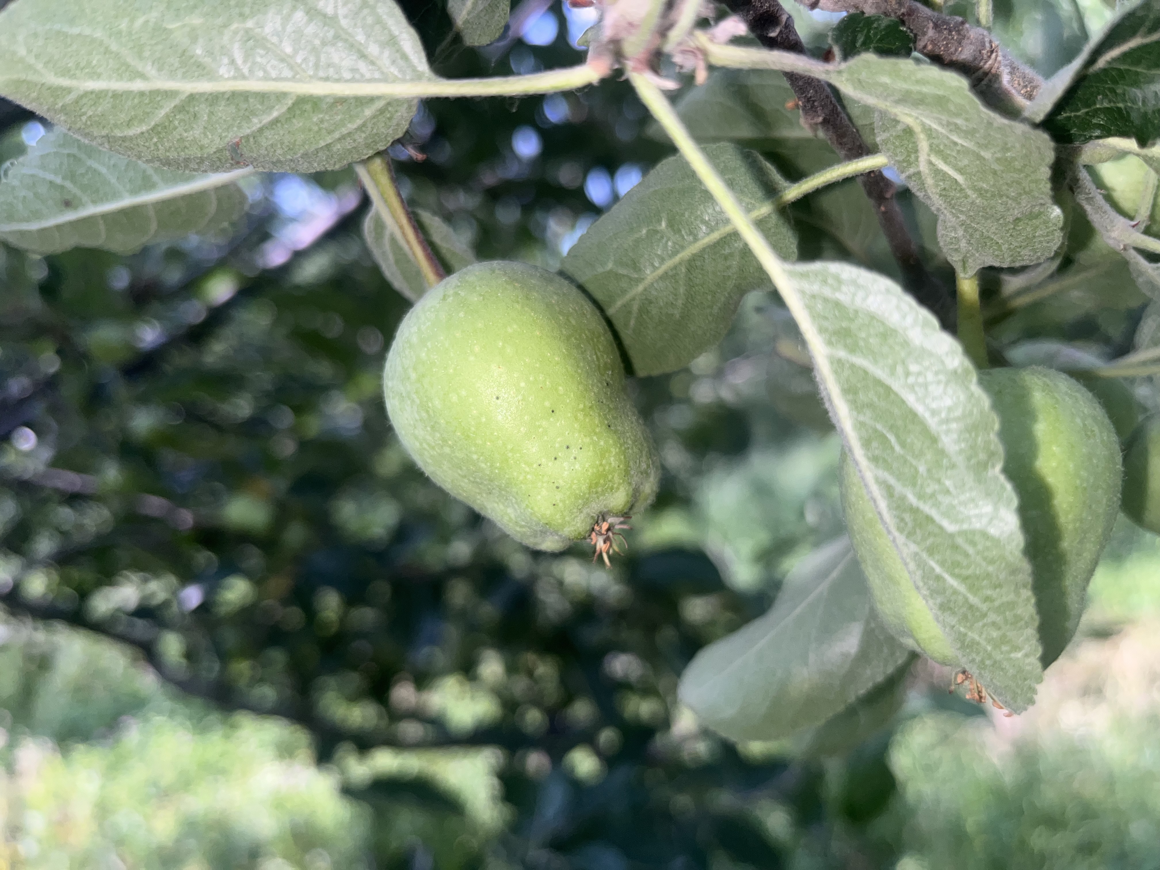 IMG_9703.jpeg