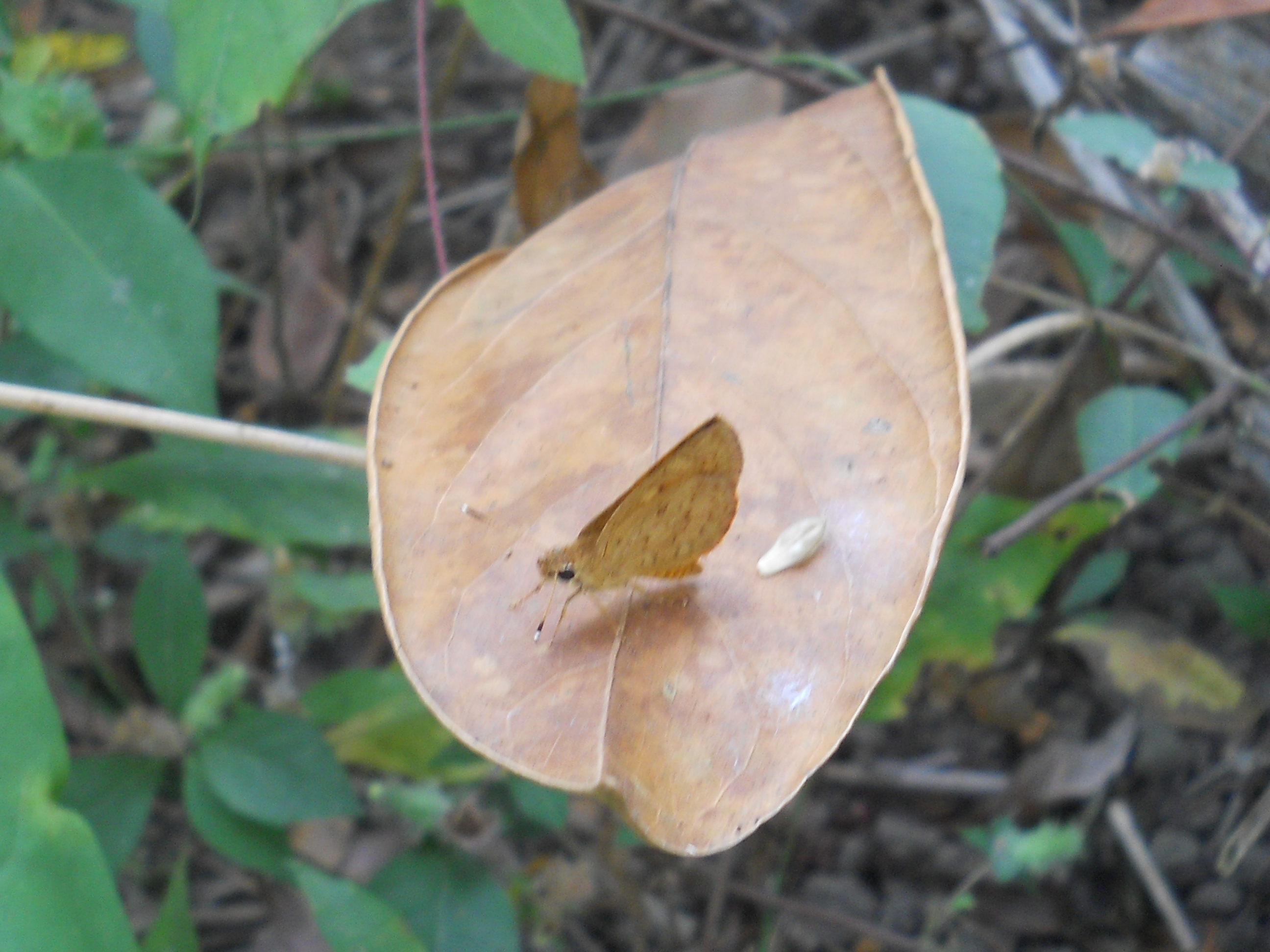 RSCN5222.JPG