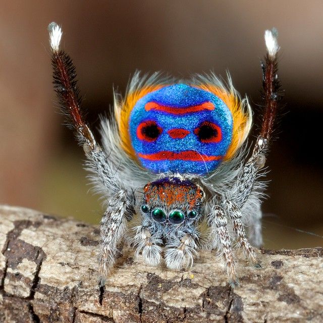 _X8A6278 peacock spider Maratus speciosus.jpeg