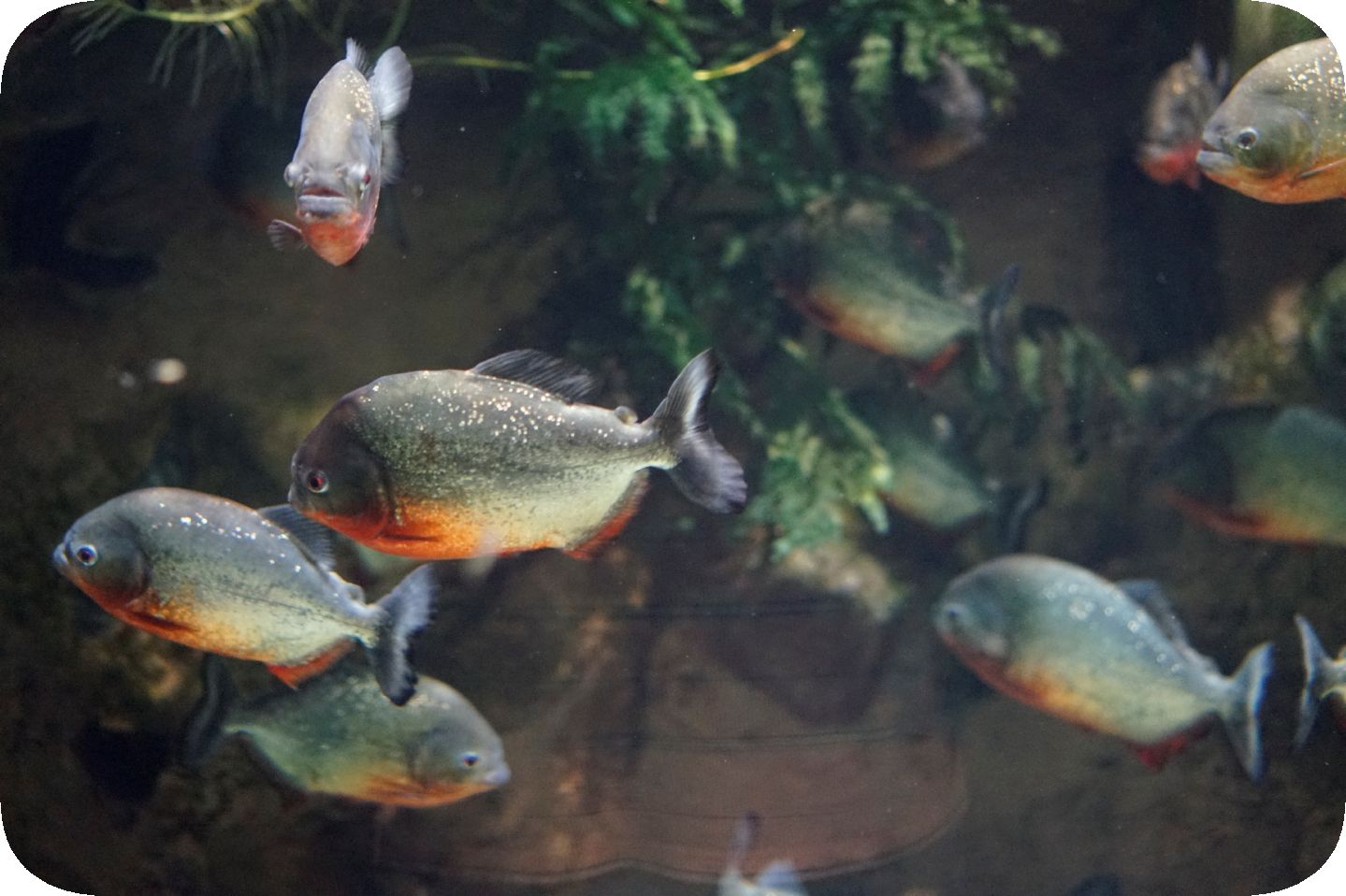 Oceanarium in St. Petersburg. Part 3\Ozeanarium in St. Petersburg. Teil 3