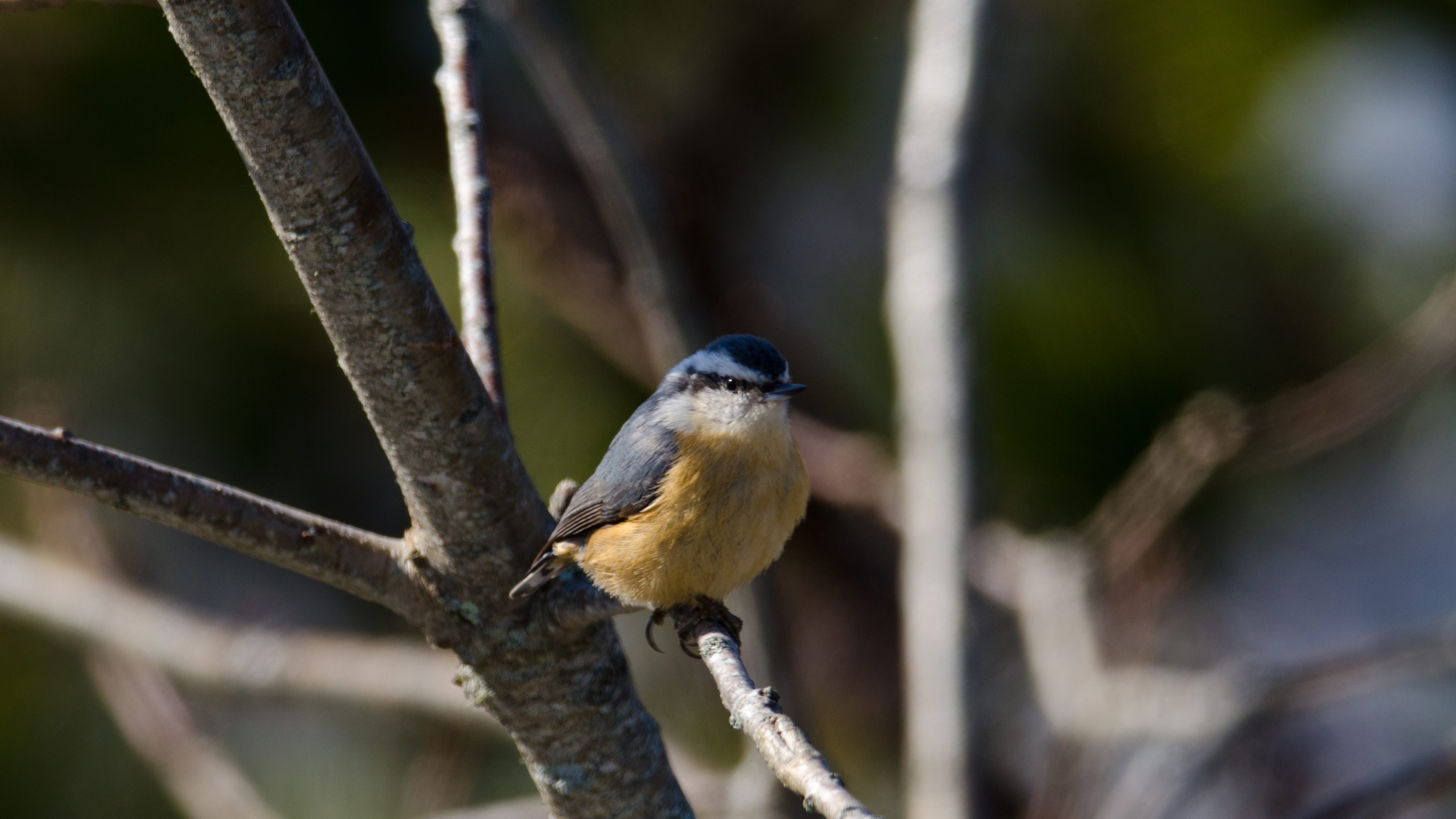 RBNuthatch.jpg
