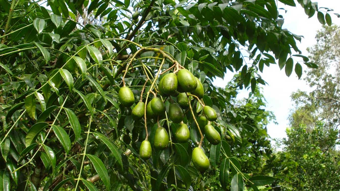 Kedondong Ambarella Benefits For Better Life (4).png