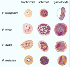 plasmodium.2.png mm.png