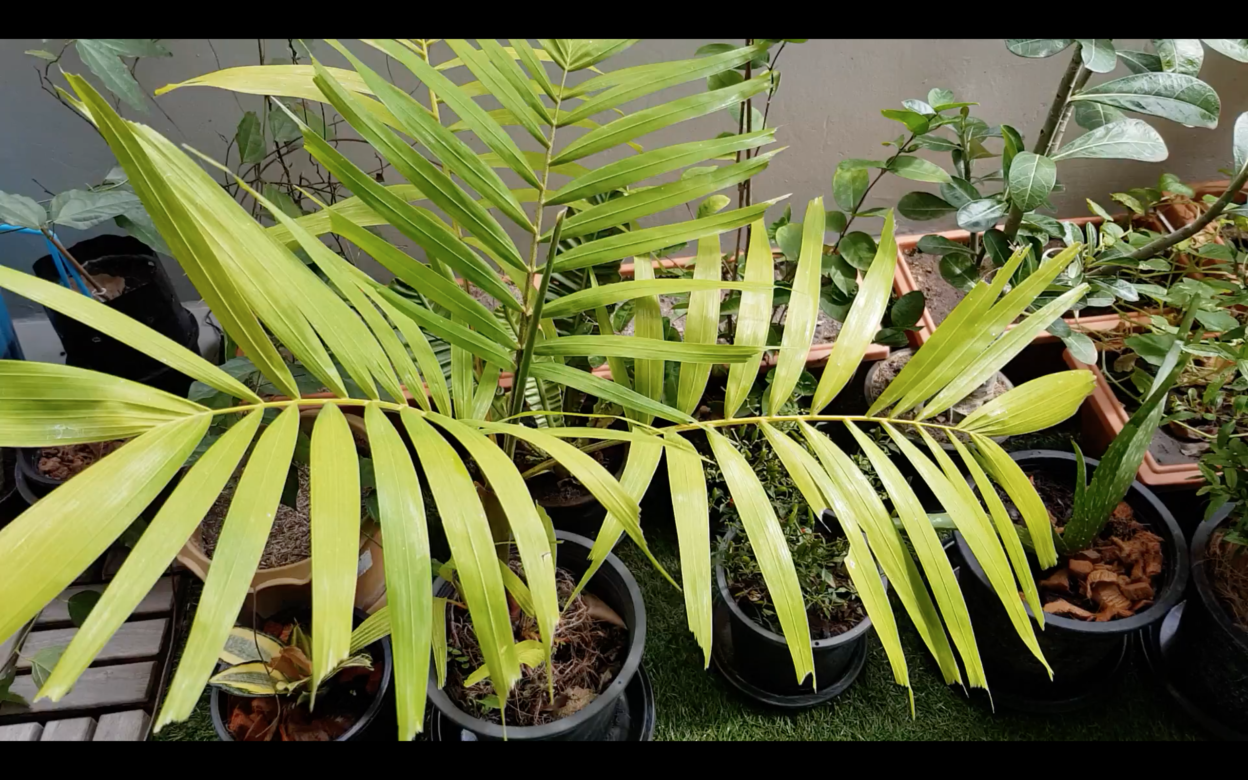 Screen Shot 2561-06-02 at 2.47.14 AM.png