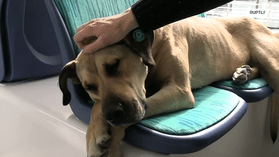 76E8D4CD-12BC-4296-B306-EDF5752A1D78.gif