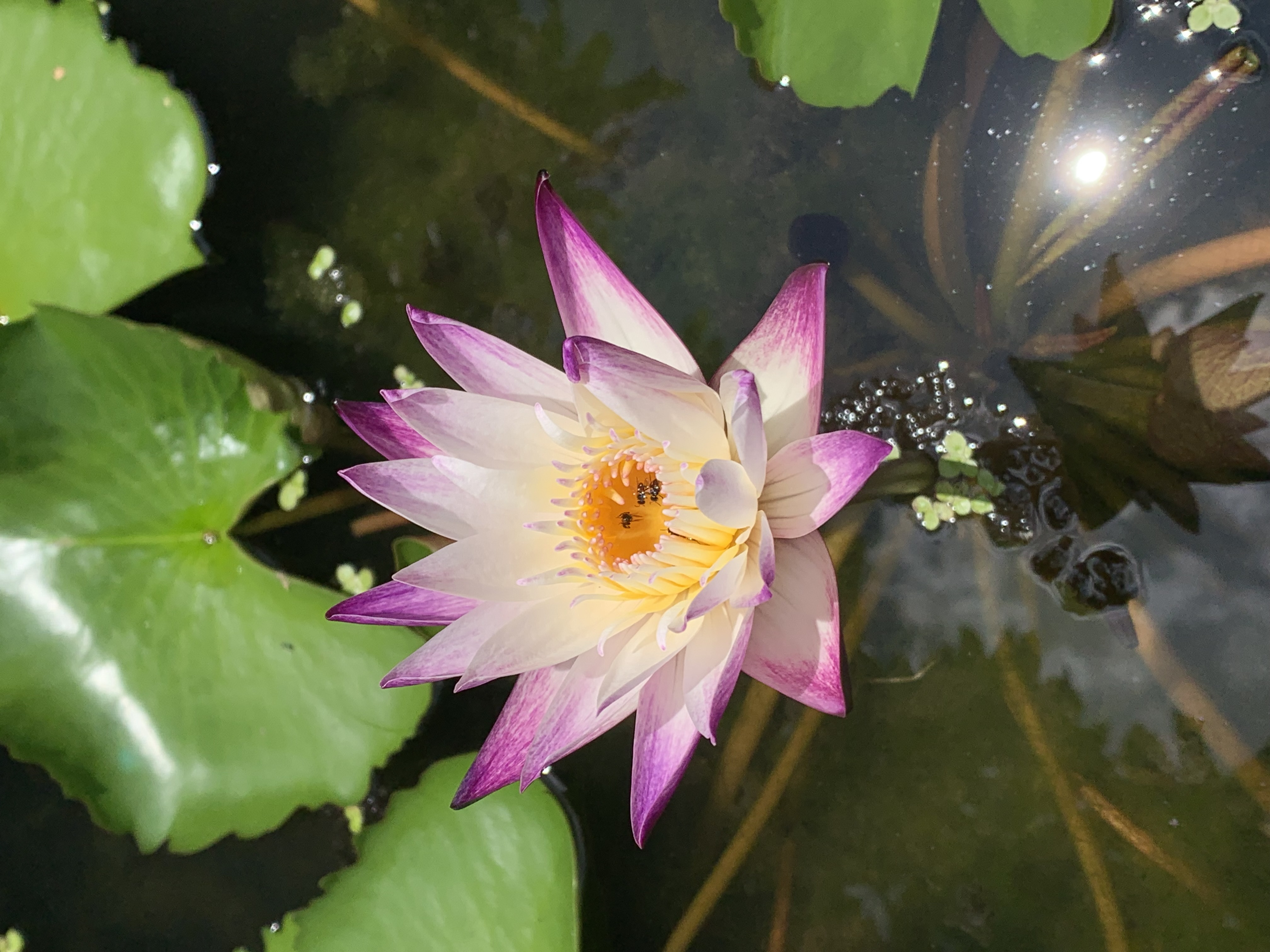 lotus flower17.jpg
