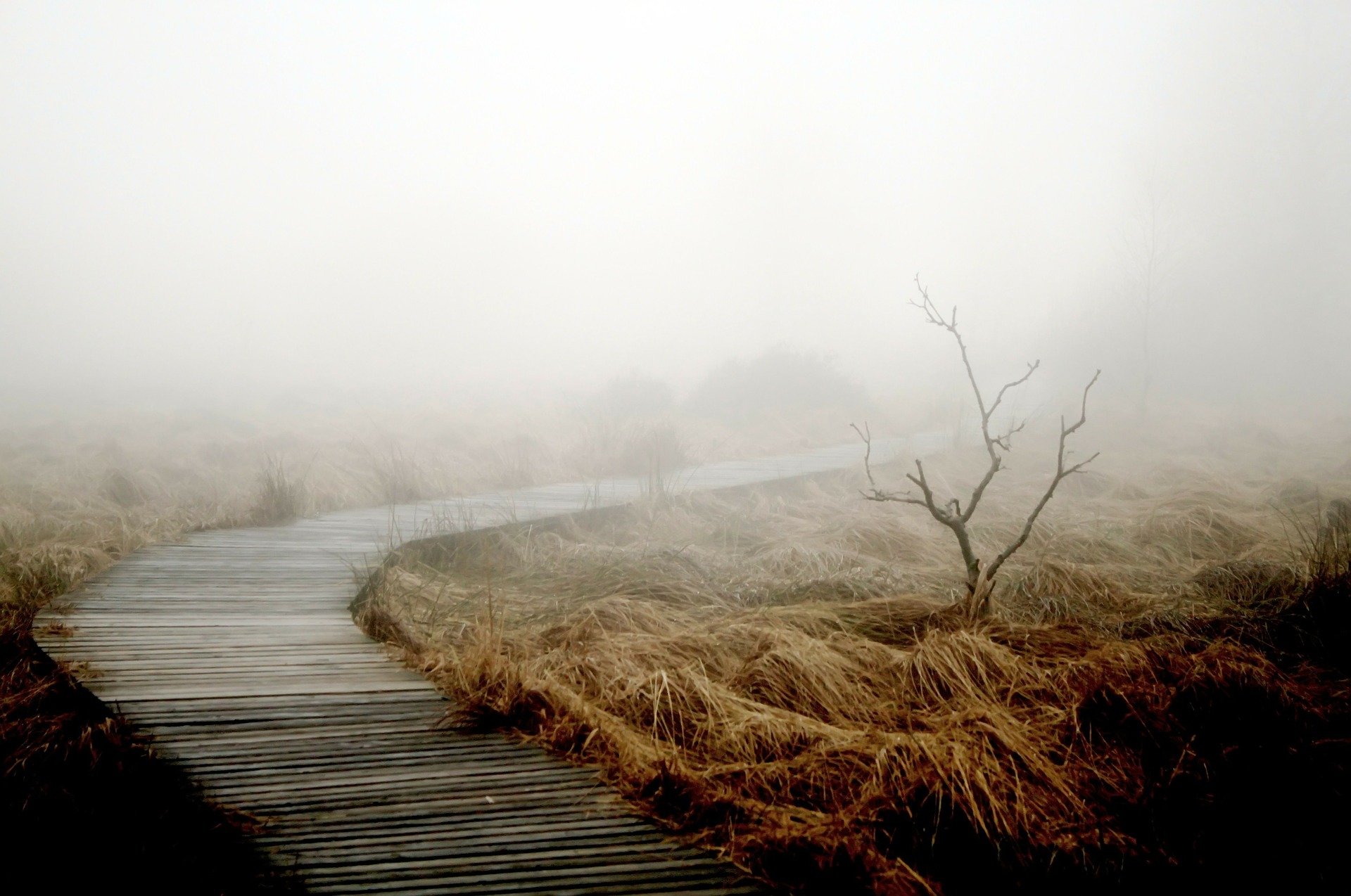 fog-258232_1920.jpg