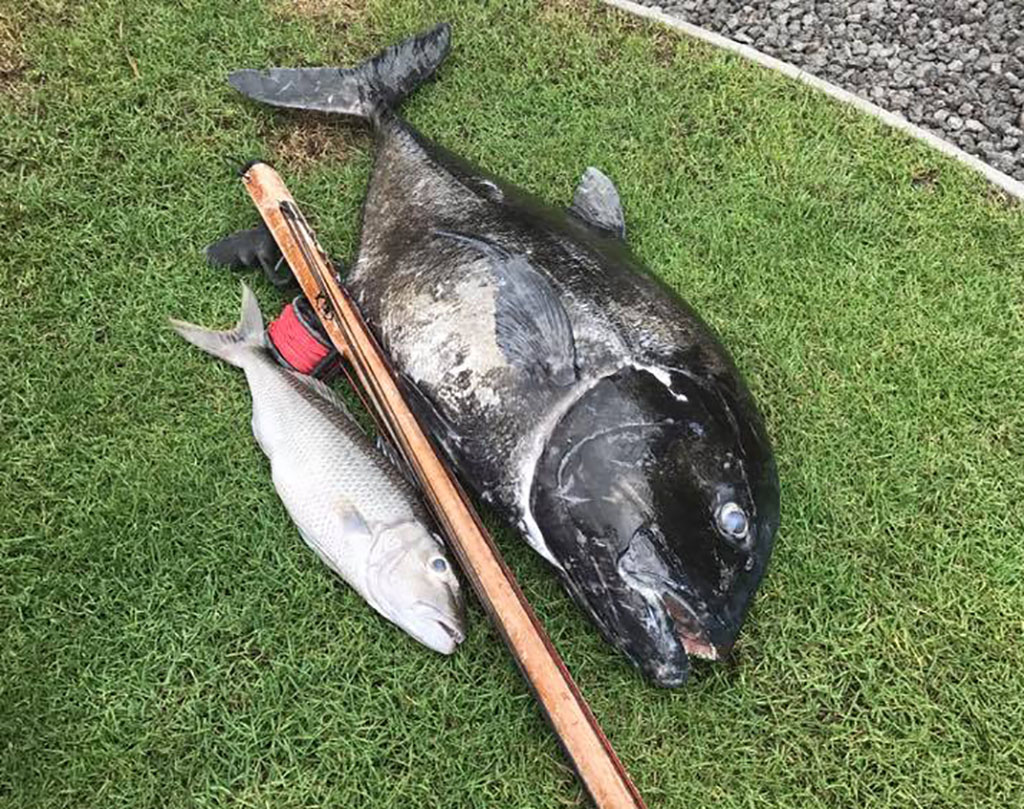 My Friends Catch Spearfishing Yesterday Kona Big Island Hawaii Steemit
