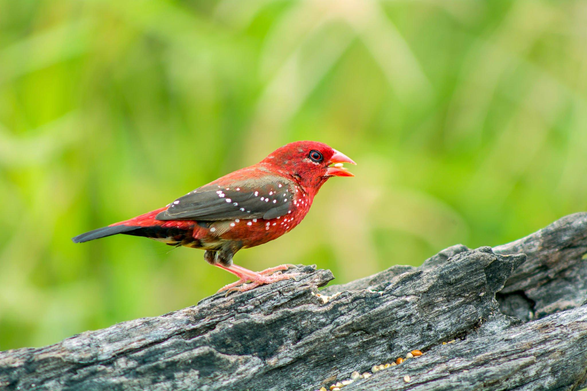 Pair of strawberry finch (3).jpg