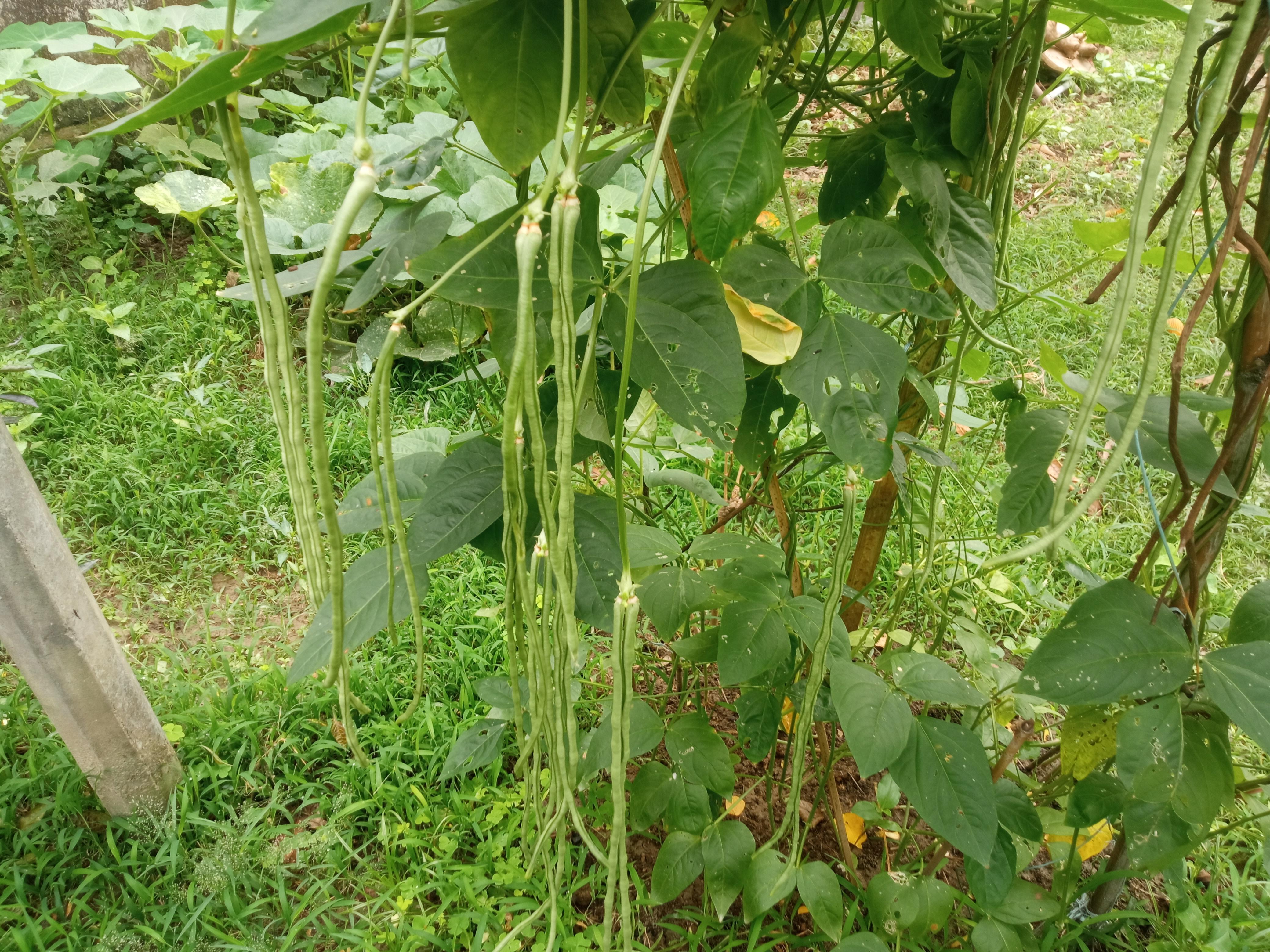 বরবটি (6).jpg