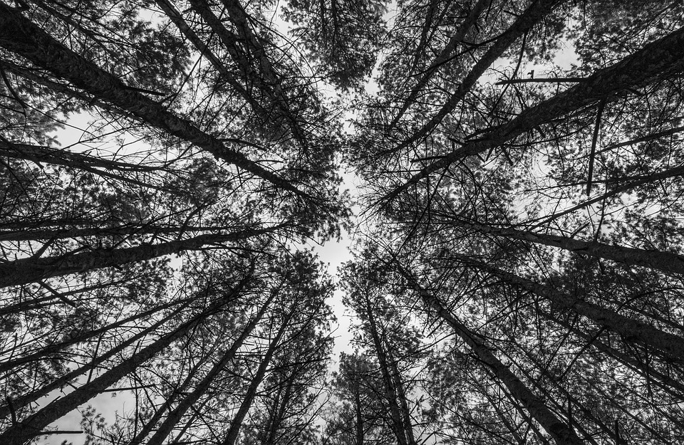 forest-3620924_960_720.jpg