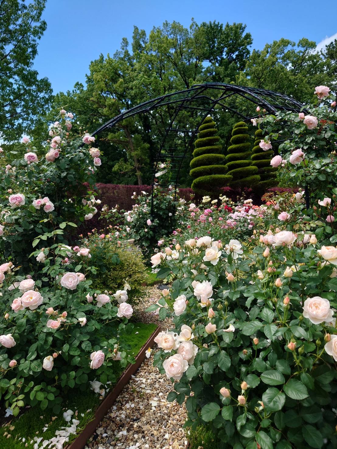 rose garden5.jpg