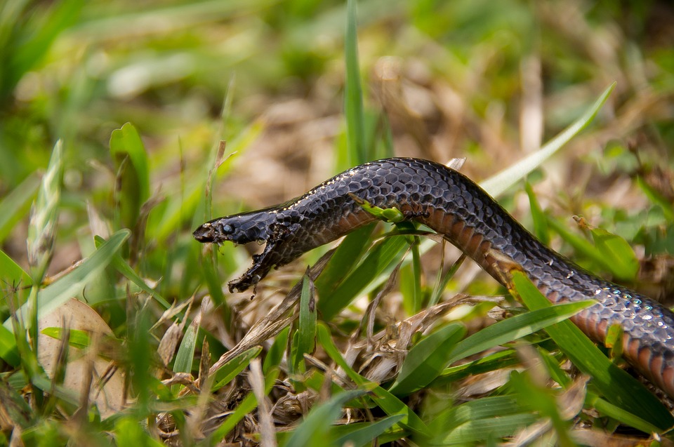red-bellied-black-snake-2032522_960_720.jpg