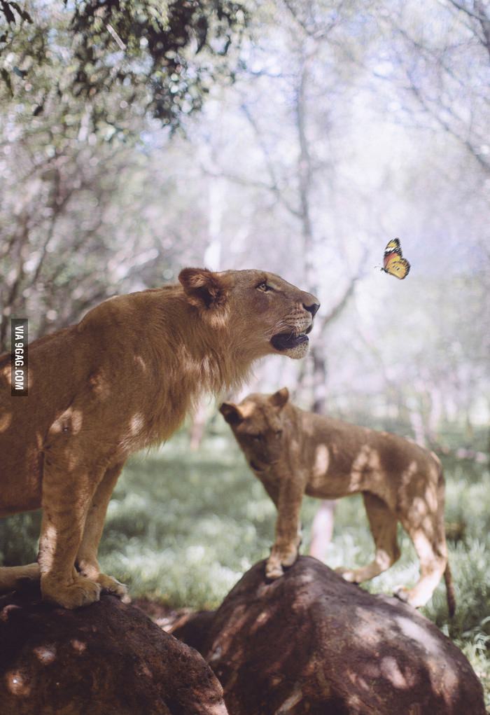 Lion--Butterfly.jpg