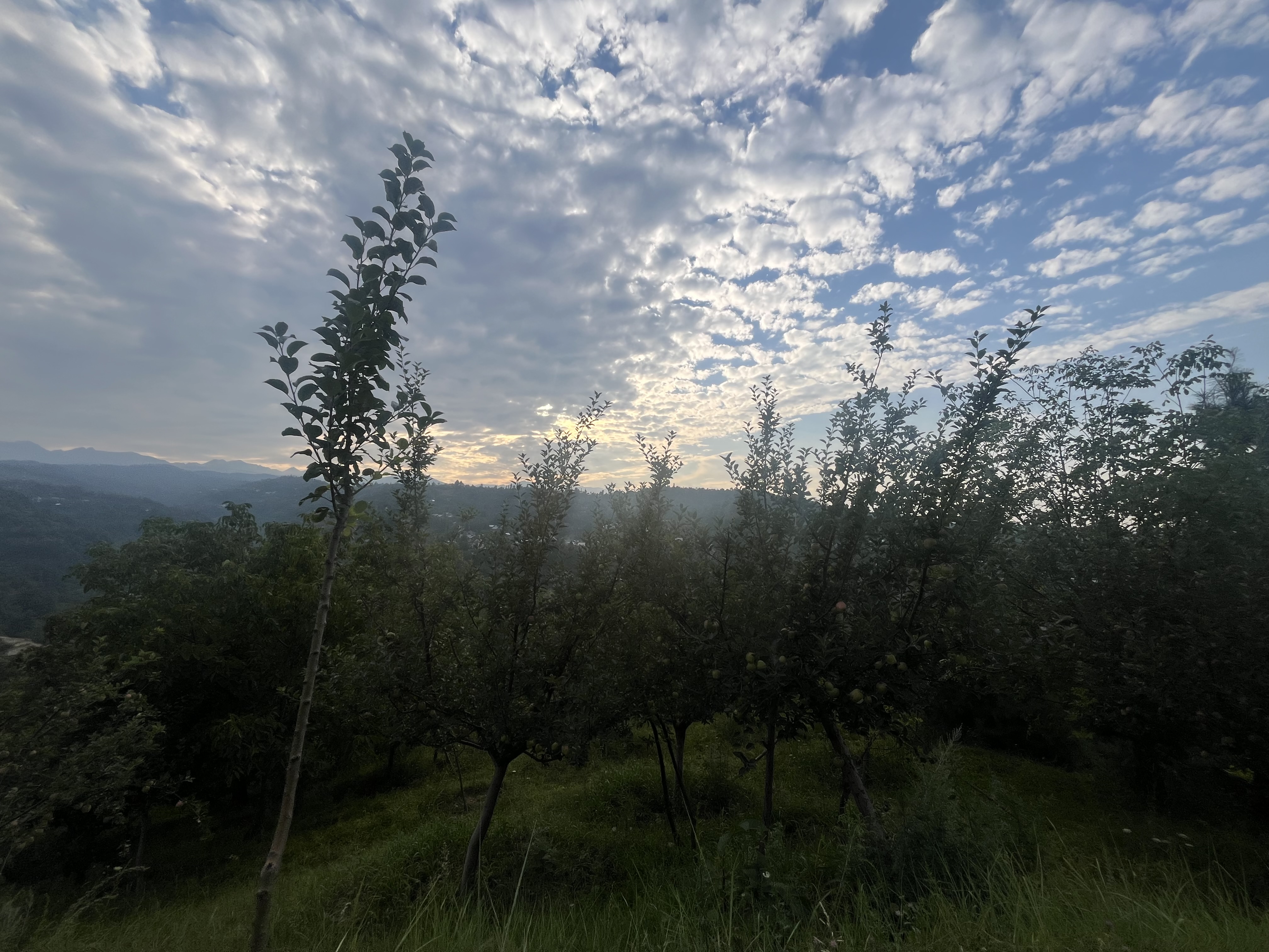 IMG_1525.jpeg
