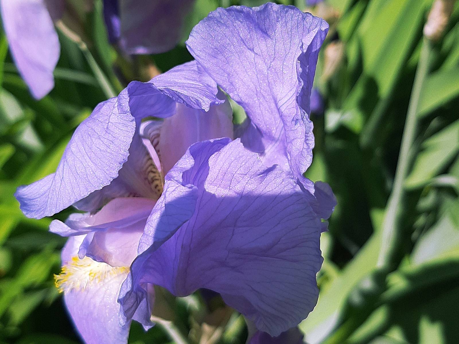 iris.jpg