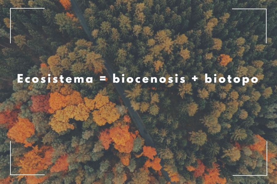 que-es-un-ecosistema.jpg