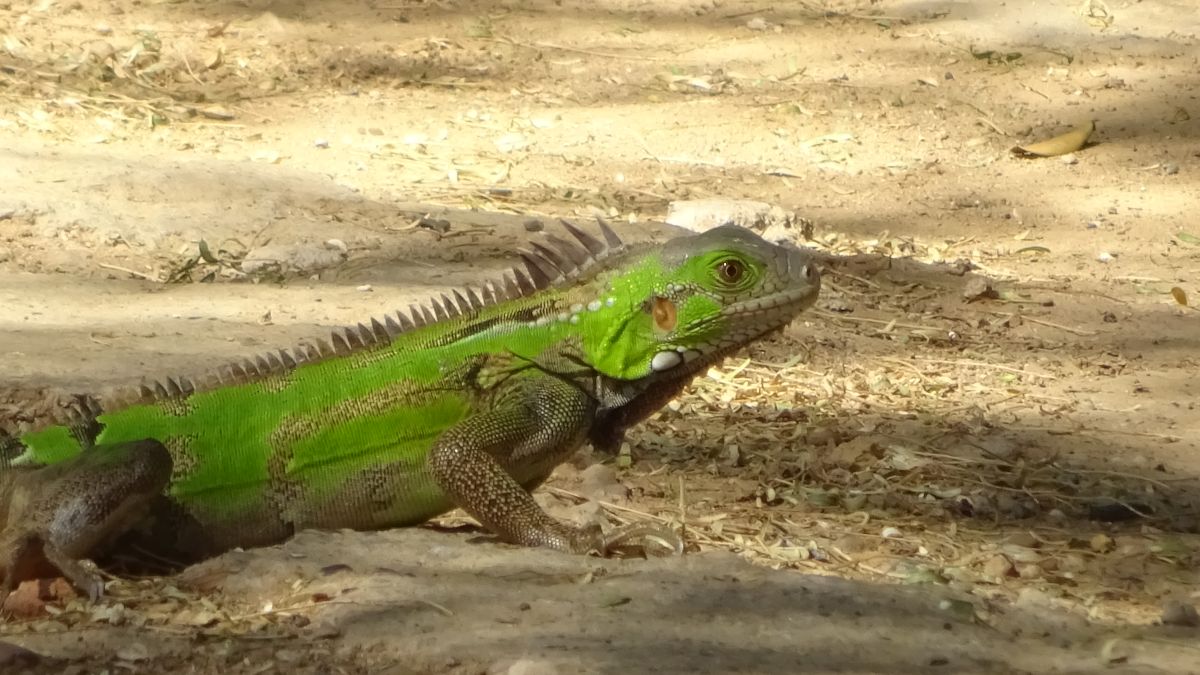 Iguana 1.jpg