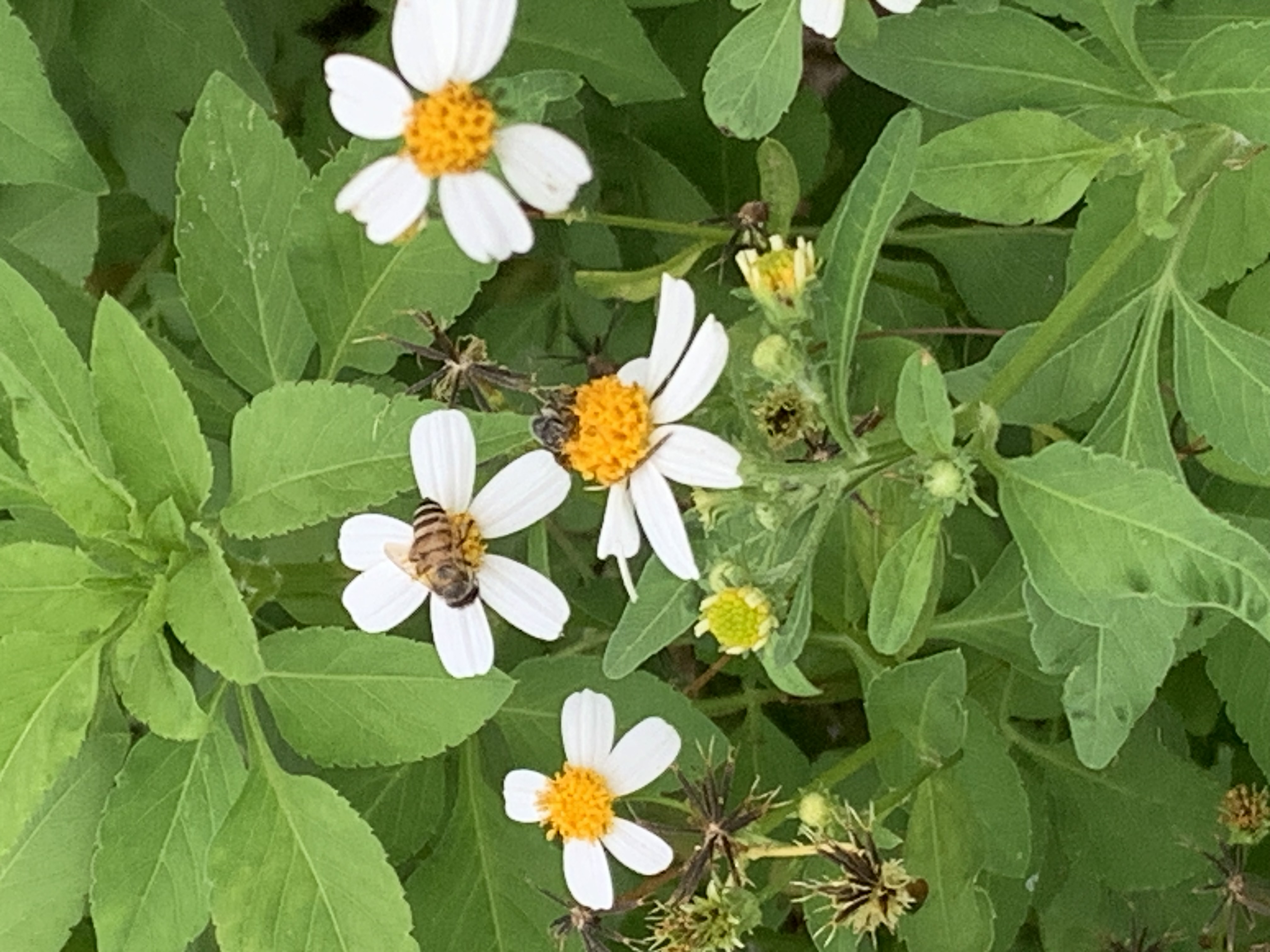 white wildflowers and bees1.jpg