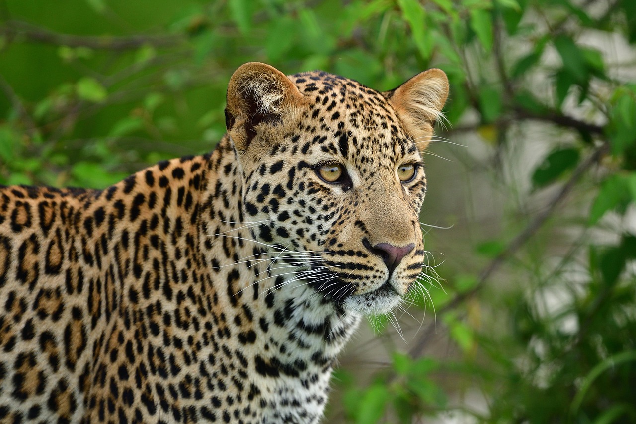 leopard-masai-mara.jpg