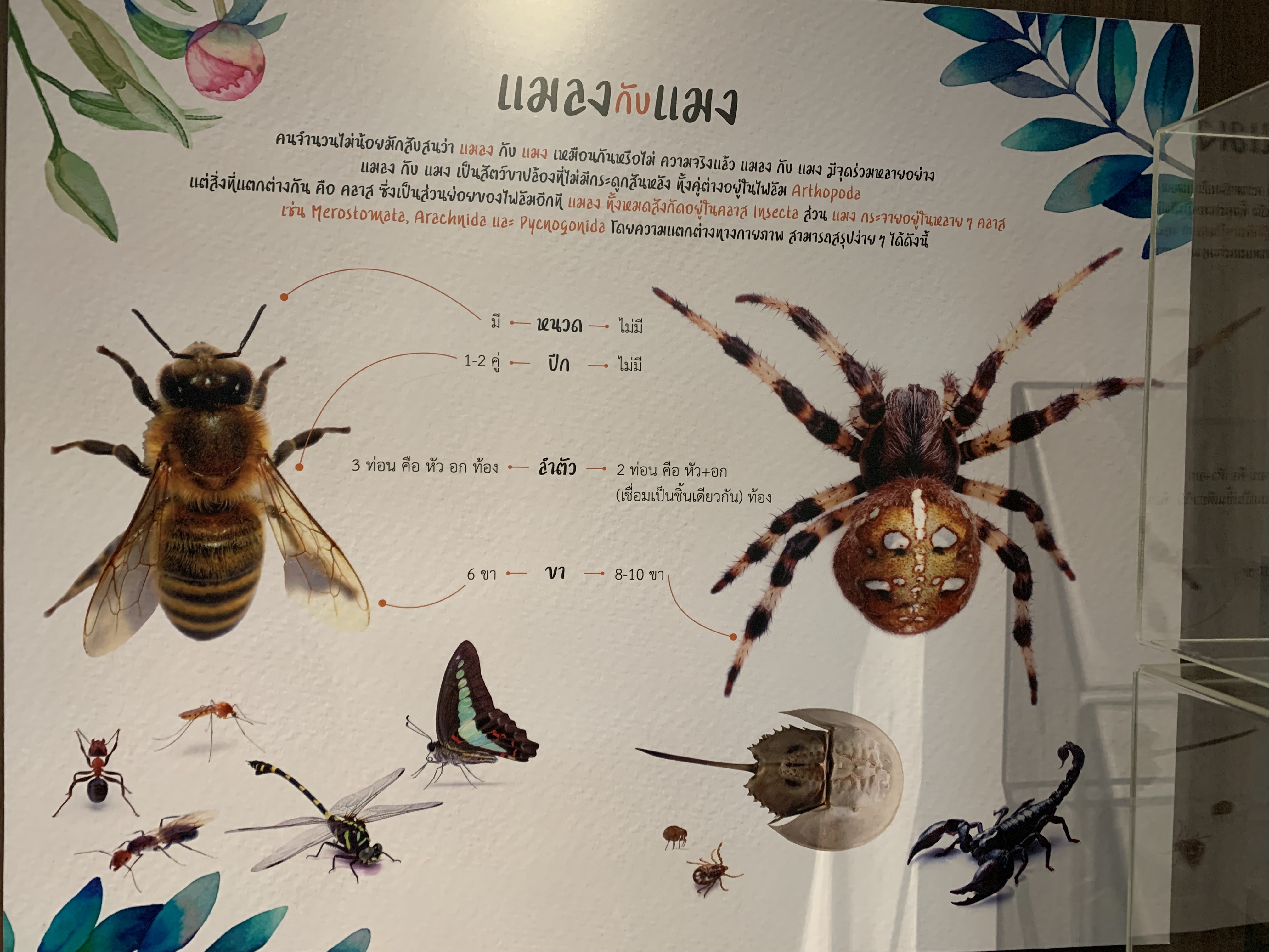 Bangkok Butterfly Garden & Insectarium100.jpg