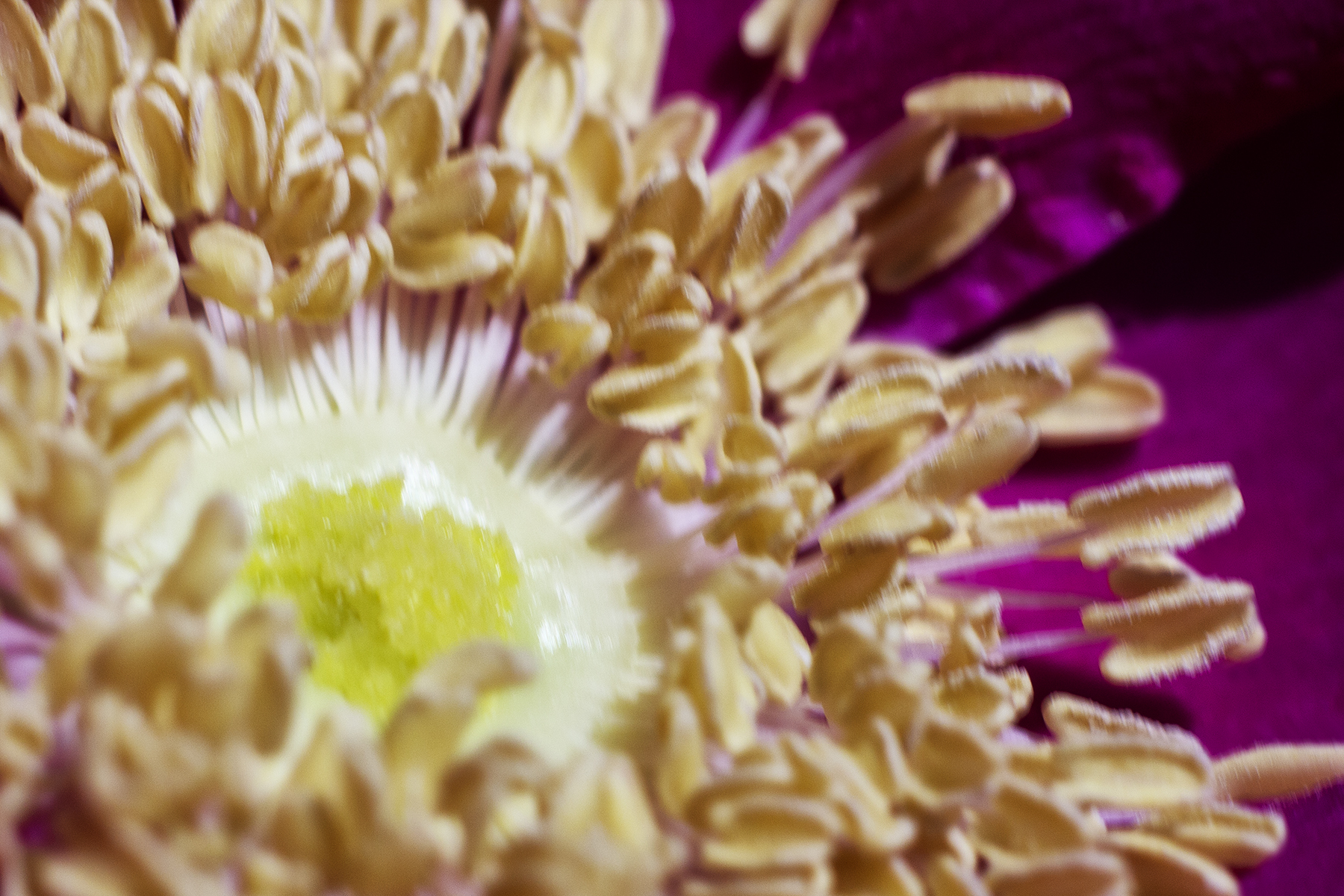 PurpleFlower_2.jpg