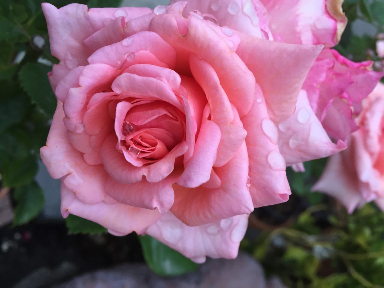 rose4.jpg