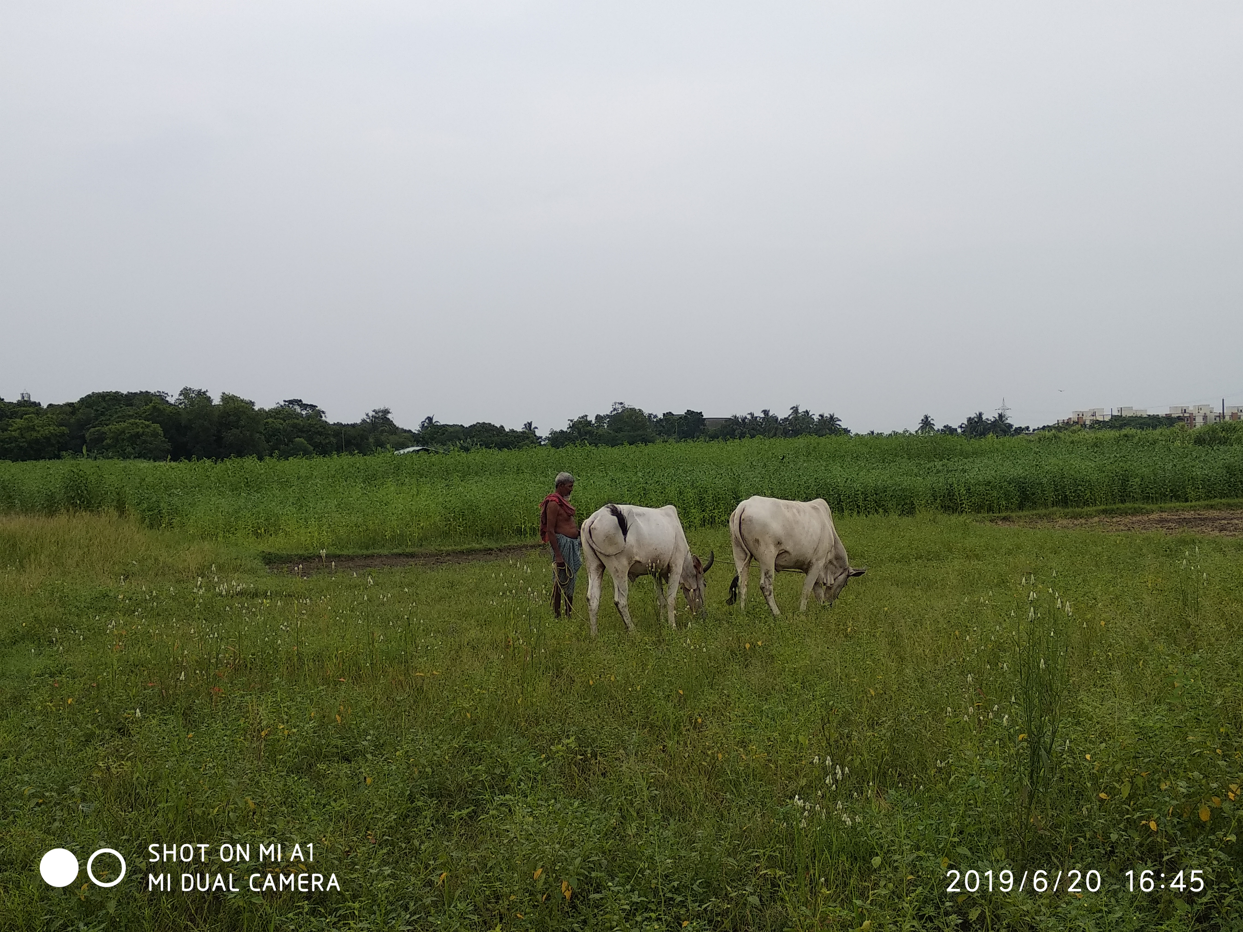 IMG_20190620_164543.jpg