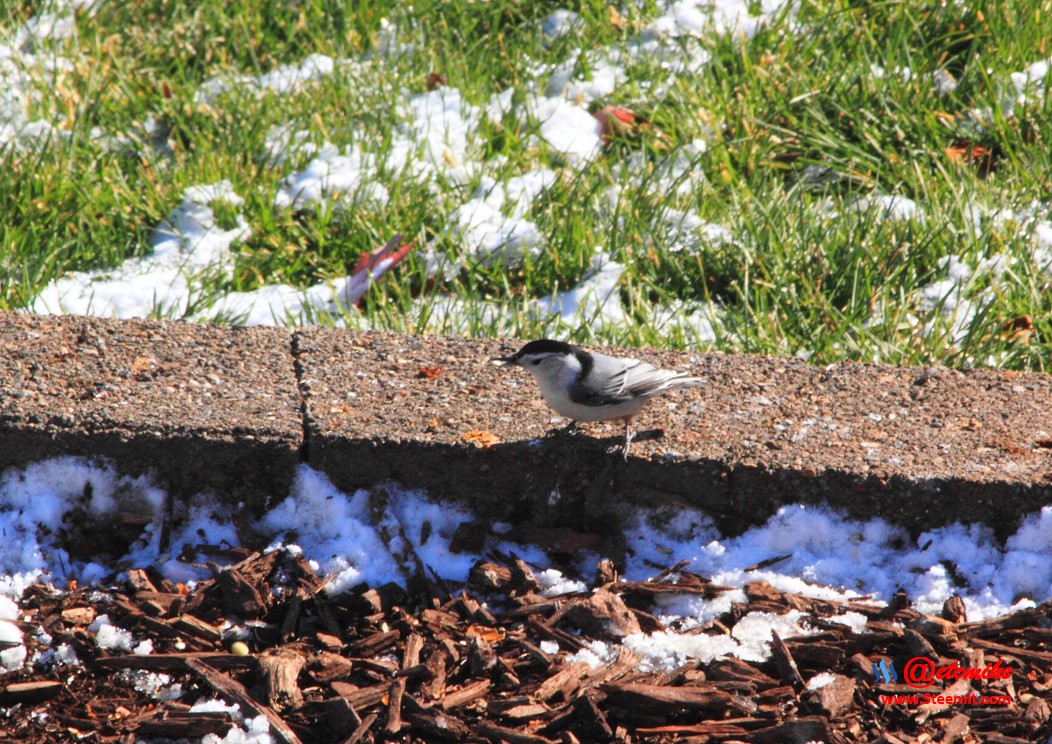 White-Breasted Nuthatch PFW02_0106.JPG