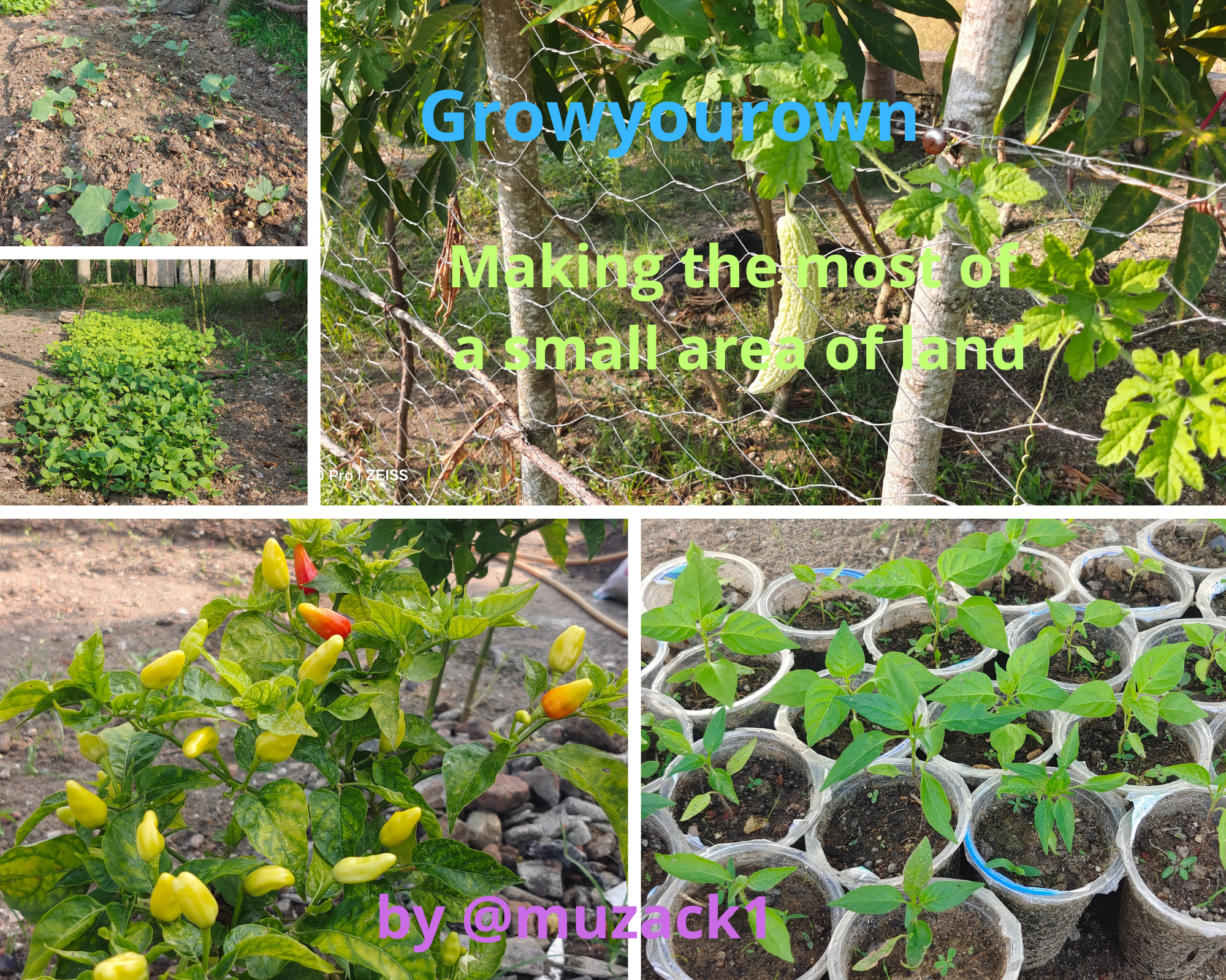 Growyourown.png