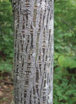 tree20.jpg